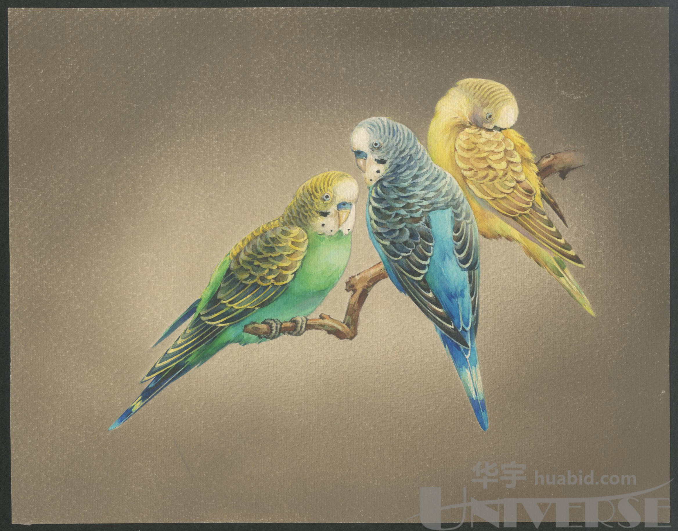 60年代虎皮鹦鹉水彩画原作一幅,附出版物.尺寸:22.5*29cm,17.
