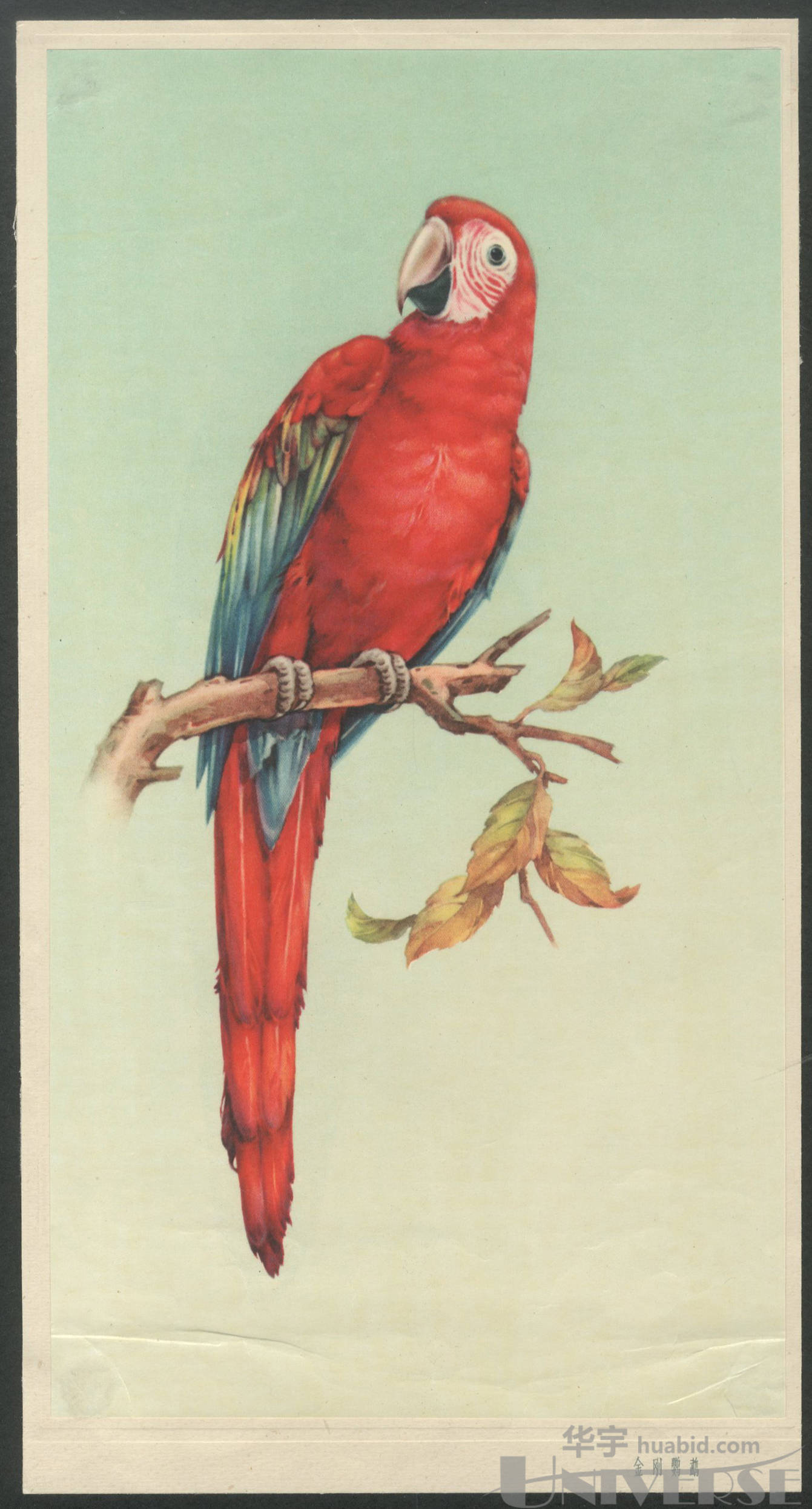 60年代金刚鹦鹉水彩画原作一幅,附出版物.尺寸:20*37cm,15.5*28.